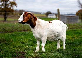 A Boer goat standing in a grassy field, perfect for farm or livestock themes.