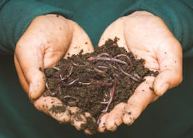 Close-up of hands holding earthworms in fertile soil, symbolizing natural composting.