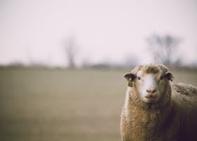 A woolly sheep stands calmly in an open field, exuding a tranquil and natural vibe.