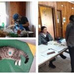 Programa Municipal de Tenencia Responsable de Mascotas realizó jornada de esterilización en La Paz