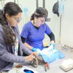 Nueva Jornada de Esterilización de Mascotas